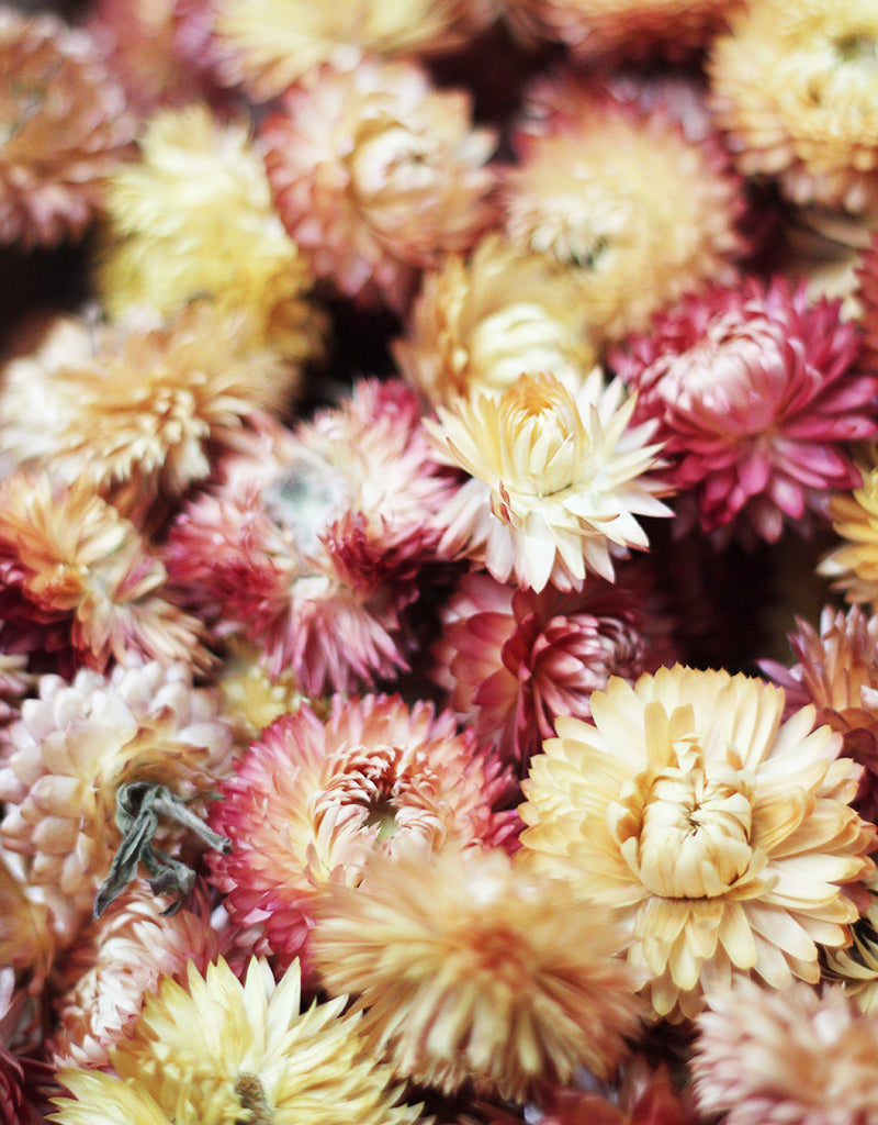 wholesale Orange Helichrysum Flower Heads