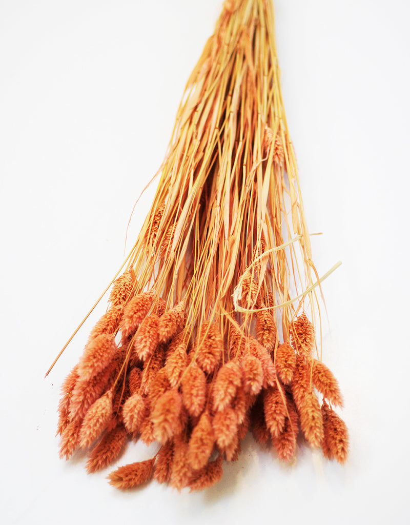 DRIED PHALARIS GRASS