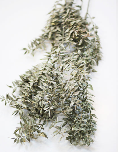 wholesale ruscus