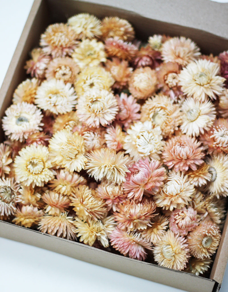 Wholesale Dried Helichrysum Heads