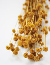 wholesale dried flowers