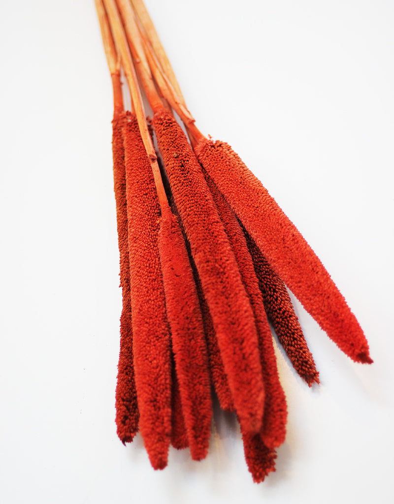 orange Dried Flowers