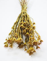 Dried Nigella Orientalis