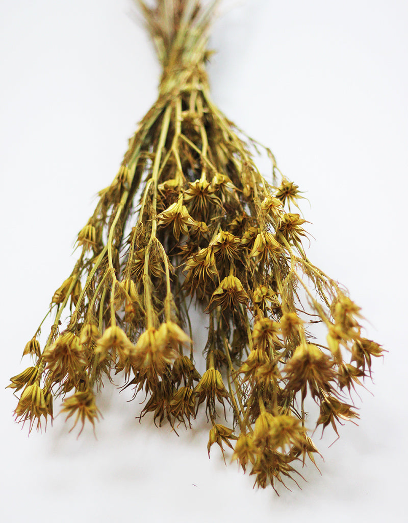 Dried Nigella Orientalis