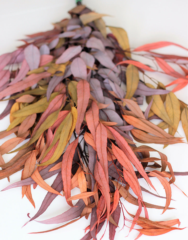 Preserved Eucalyptus - Wild Mixed Bunch