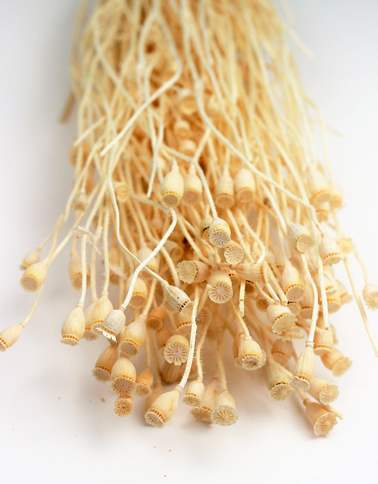 Small Dried Poppy Heads - Bleached