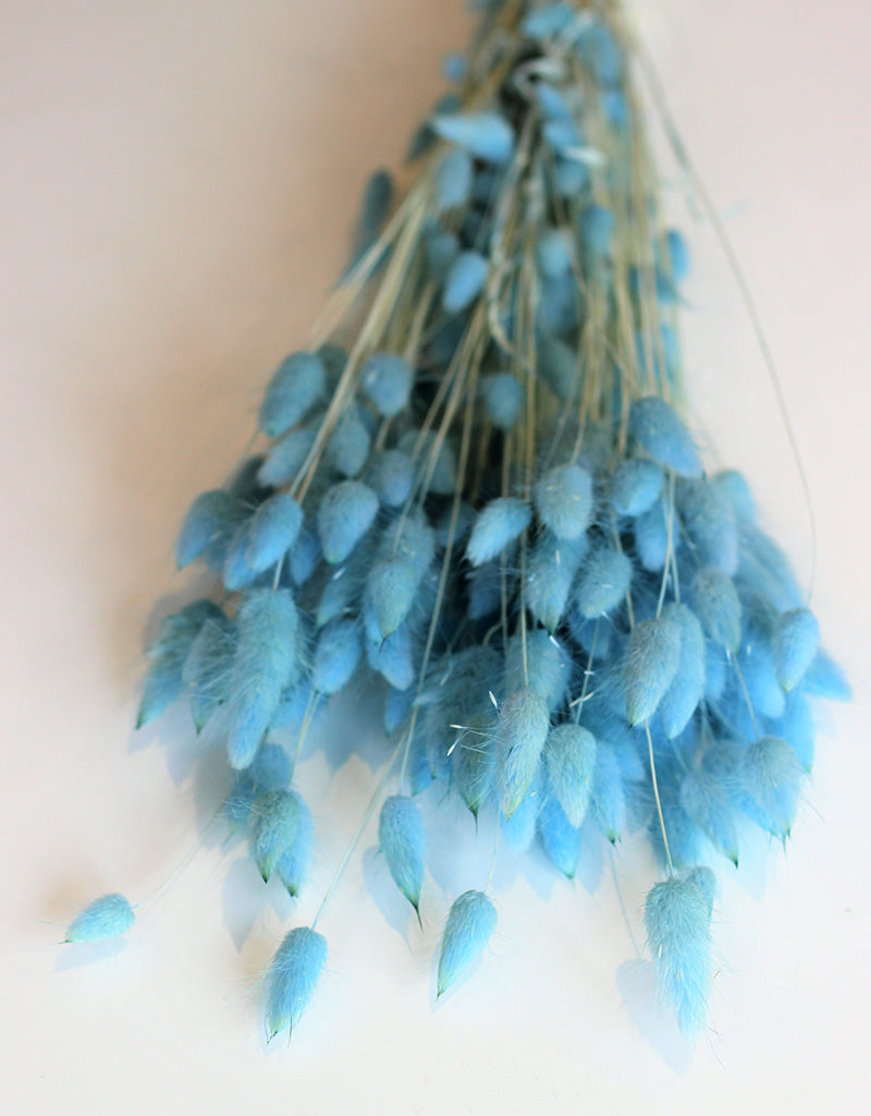 Dried Bunny Tail Lagurus Grass - Sky Blue Flowers Bunch, 100 Grams, 60 cm