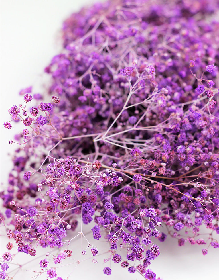 wholesale lilac gypsophila