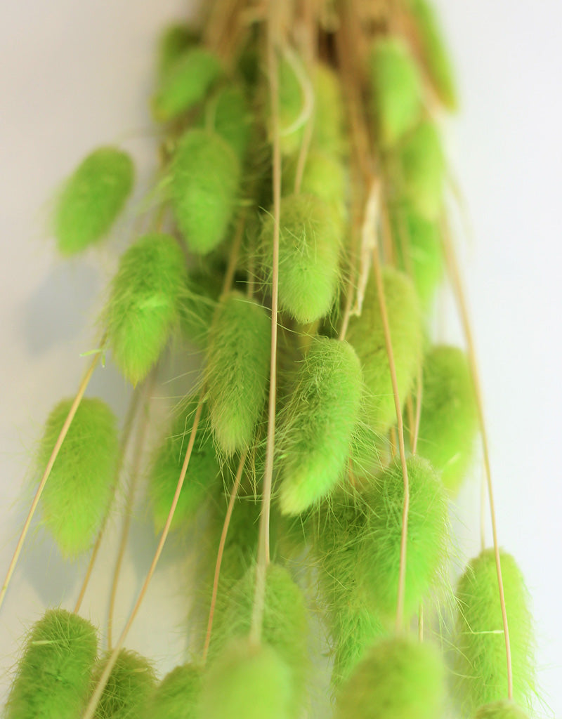 Dried Bunny Tail Lagurus Grass - Lime Bunch Flowers Bunch, 50 Grams, 60 cm