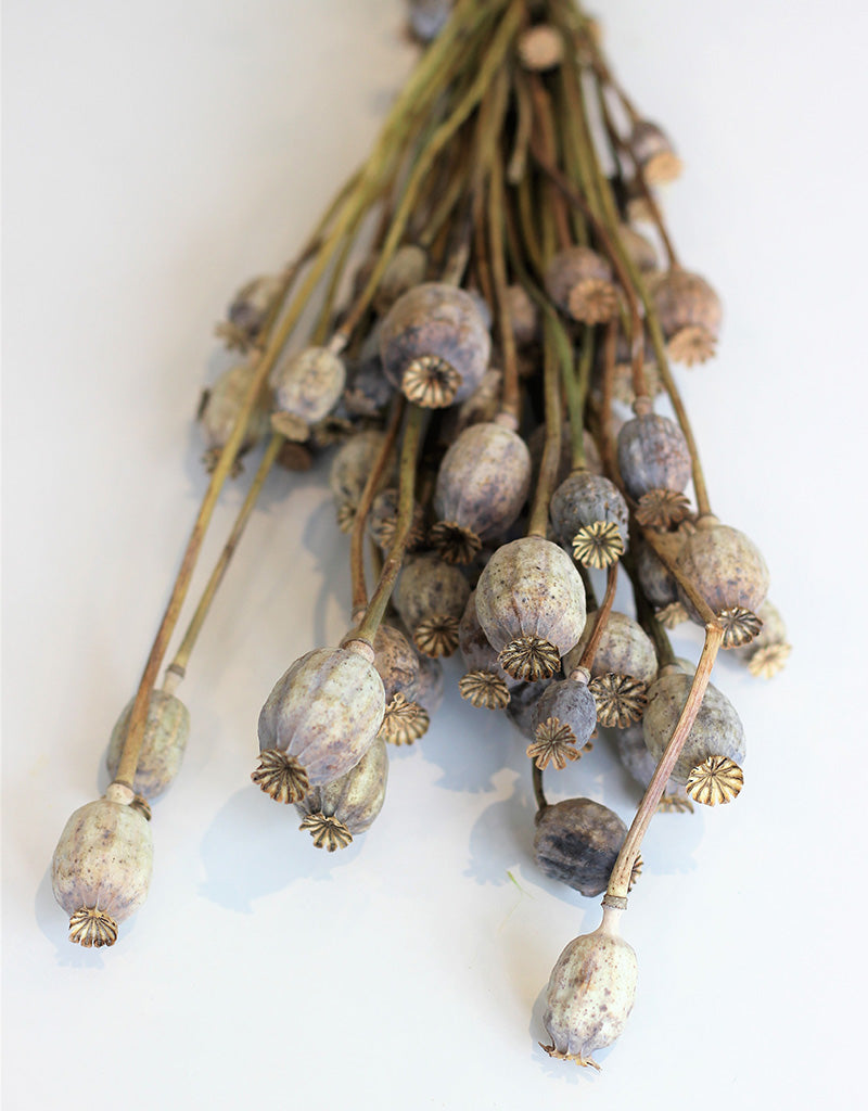 Dried Poppy Heads