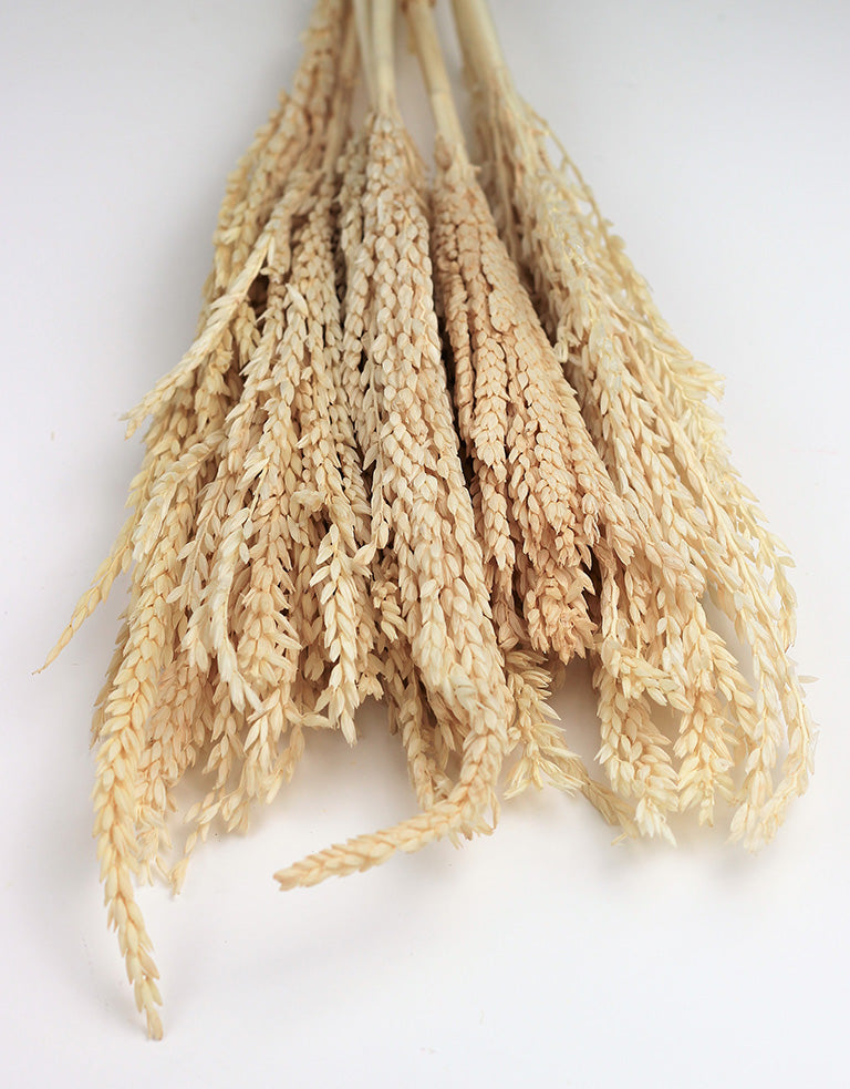 Dried Mais Bleached Bunch