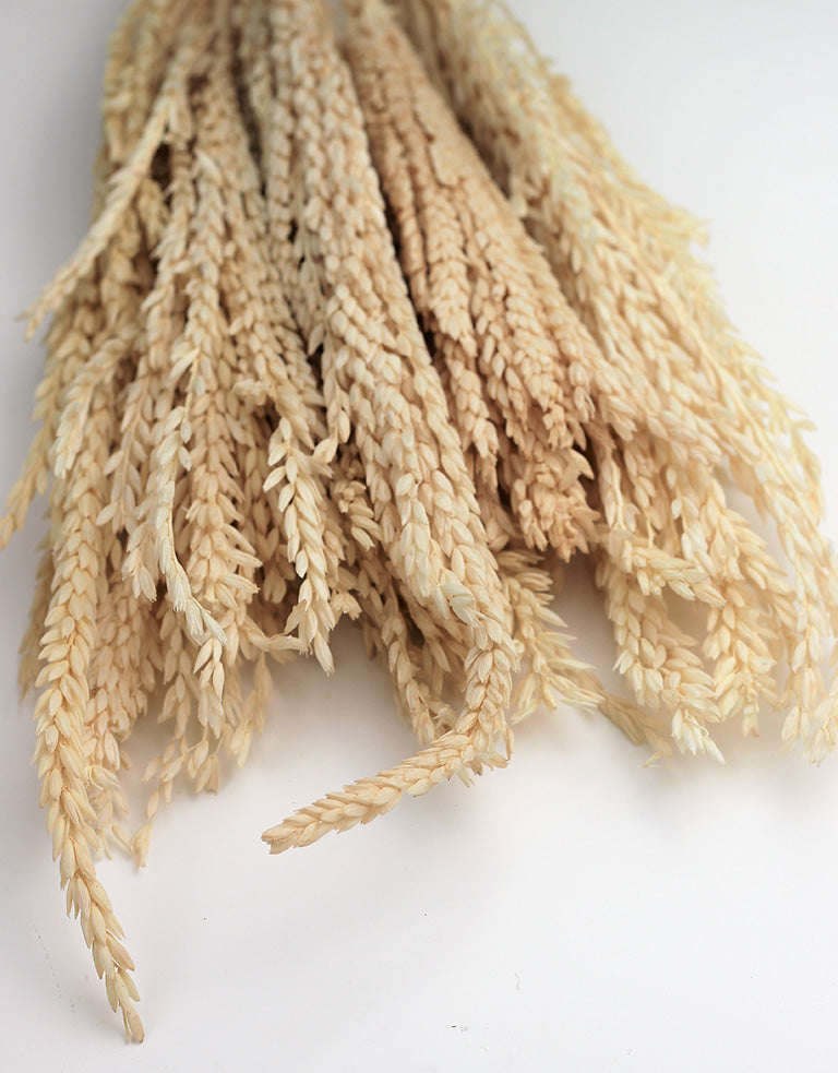 Dried Mais grass UK