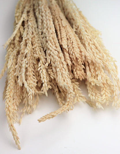 Dried Mais grass UK