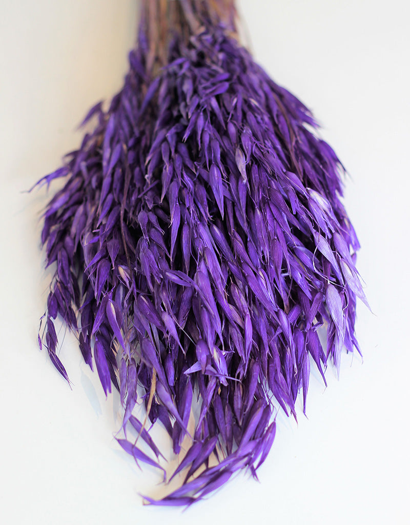 Dried Oat Avena - Wild Violet Bunch, 70 cm