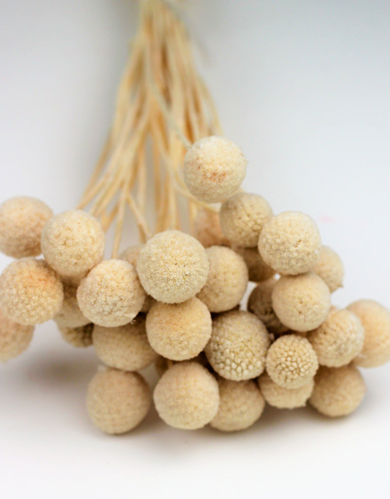 Dried Craspedia flowers