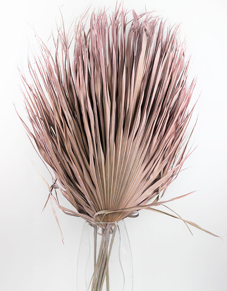Dried Chamaerops Frosted Pink Bunch