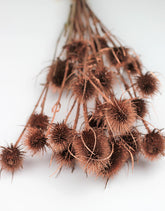 Dried Thistle, Copper Bunch