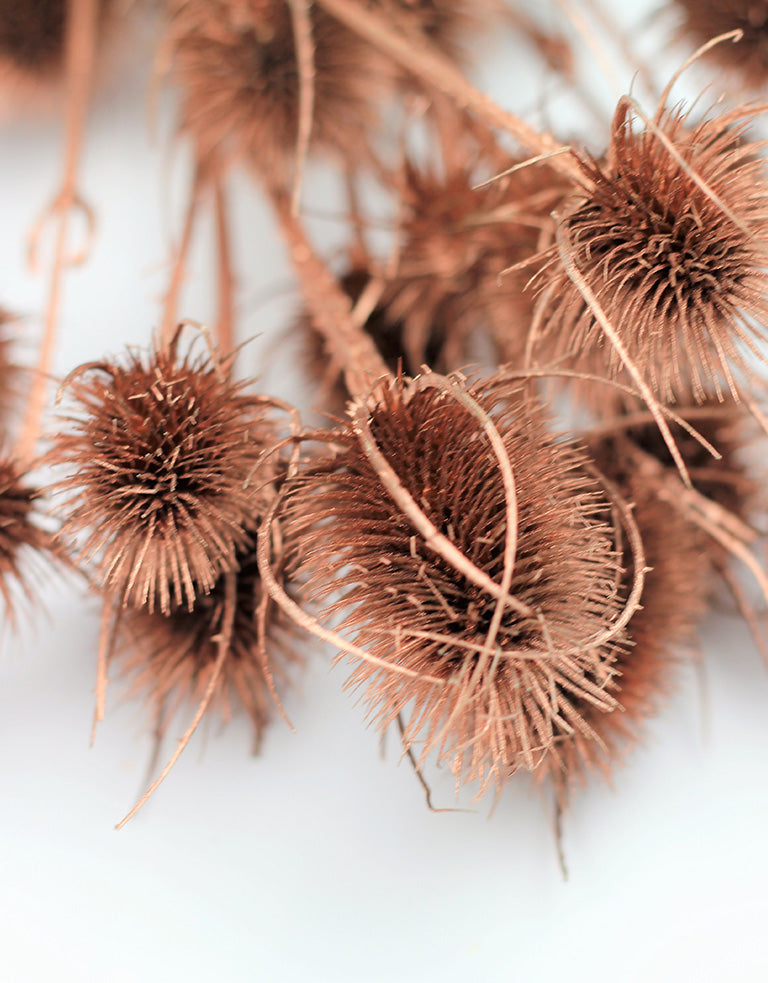 brown thistle flowers