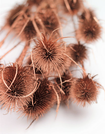 Dried Thistle flowers