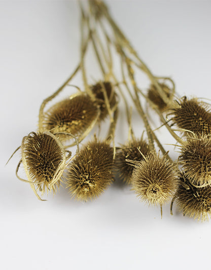 dried cardi blooms UK