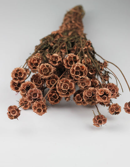 dried flowers UK