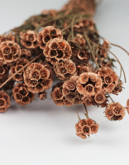 Dried Scabiosa flowers uk
