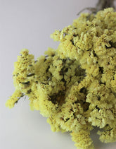 Dried Statice - Yellow Bunch