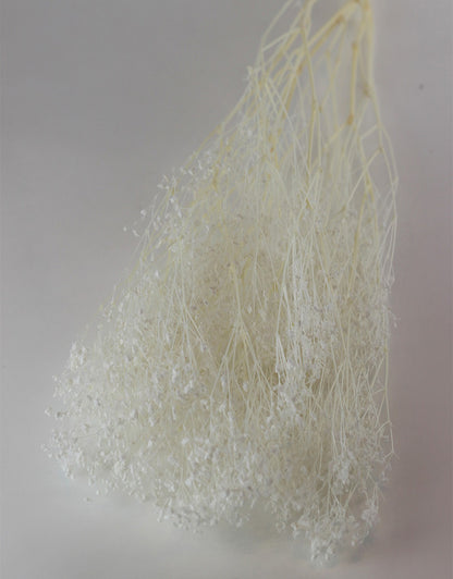 Preserved Gypsophila - Bleached