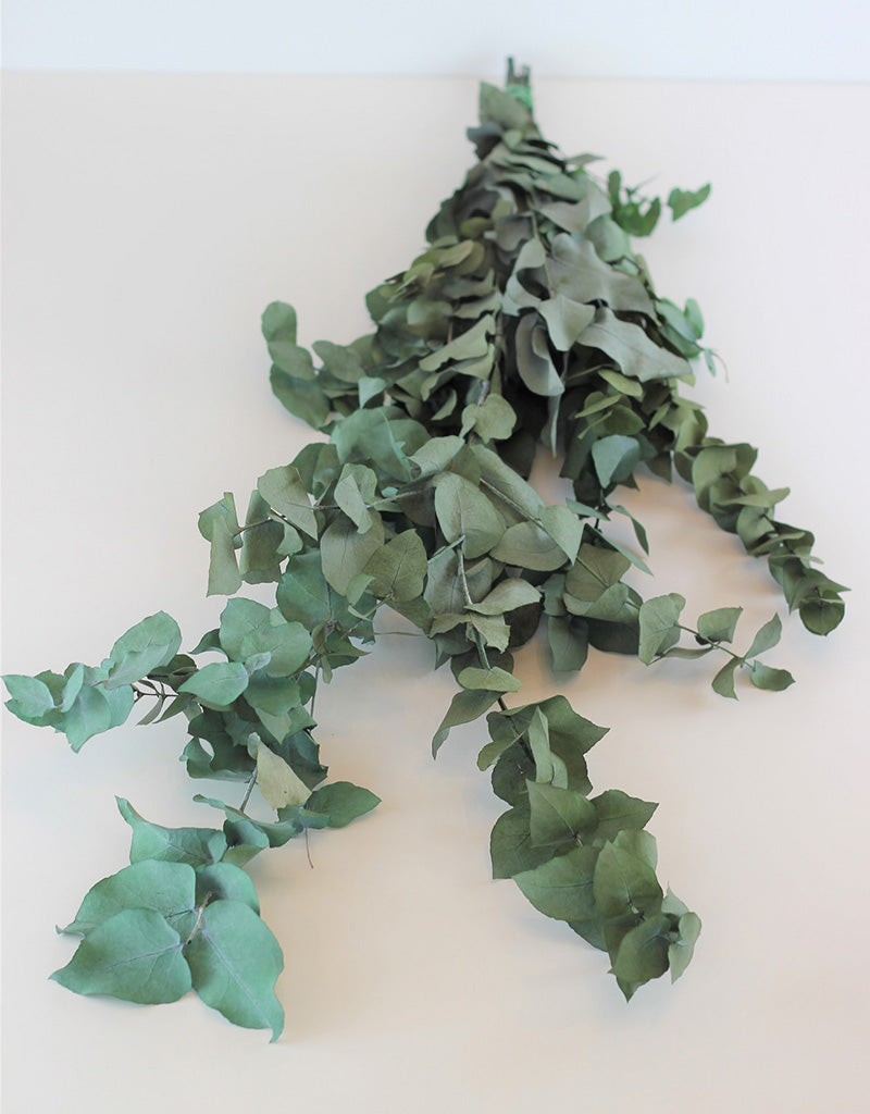 Preserved Eucalyptus - Stuartiana Green Bunch