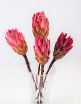 Dried Protea African Repen 