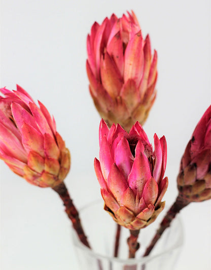 PinkDried Proteas