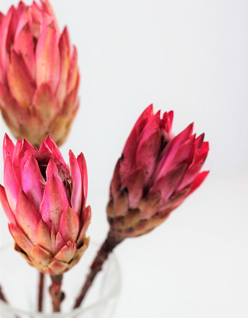 Dried Protea African Repen Flowers