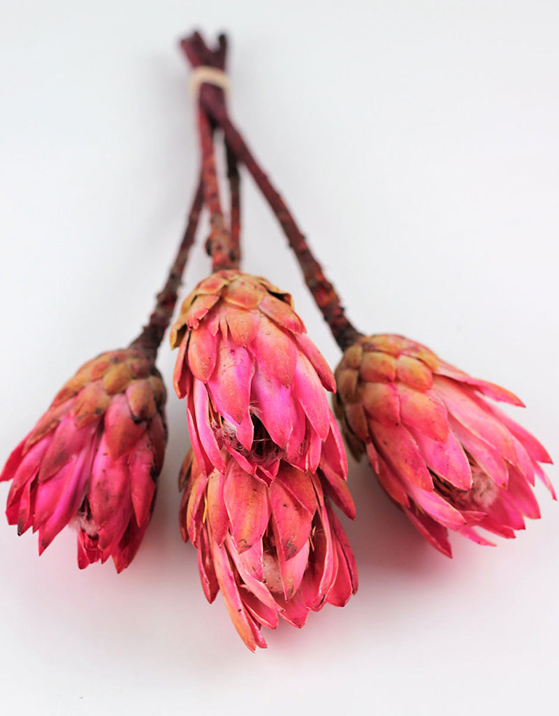 Dried Protea African Repen Flowers - Pink Bunch