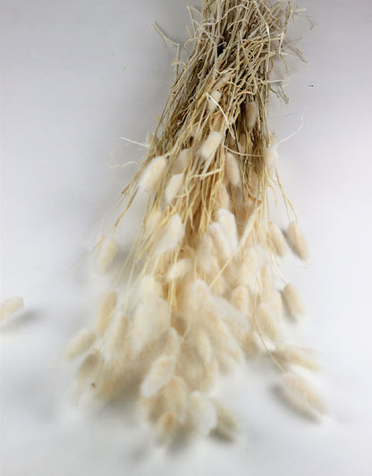 Dried Bunny Tails Lagurus Grass - Bleached