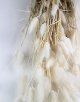 Dried Bunny Tails Lagurus Grass - Bleached, 100 Grams