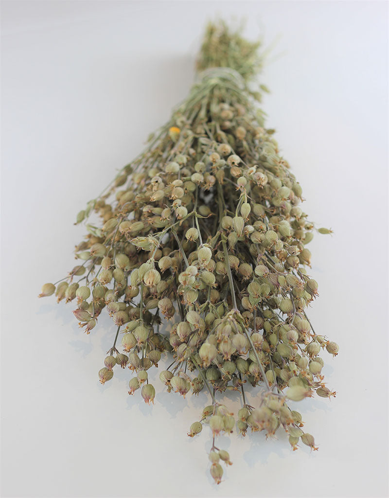 Dried Silene Conica  - Natural Bunch, 40 cm