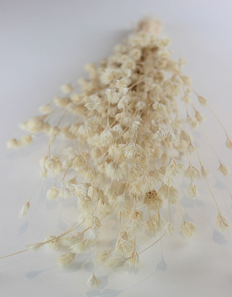 Dried Weeping Bamboo - Bleached Bunch, 45 cm l Dried Flowers & Decor ...