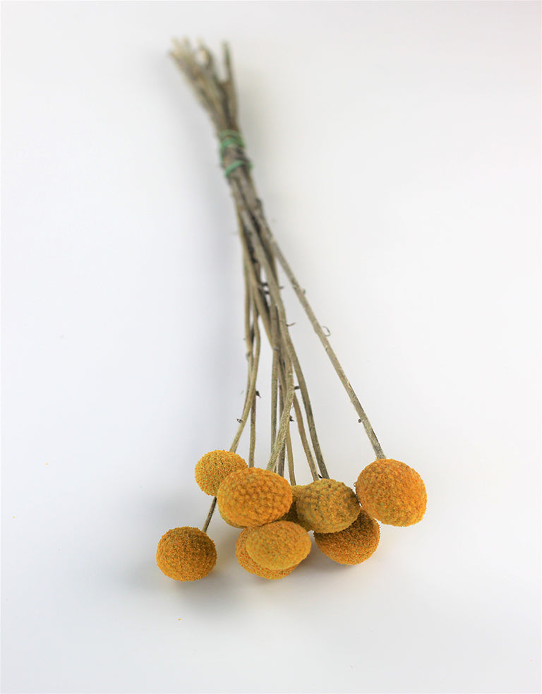 Dried Craspedia Billy Balls Flowers - Yellow Bunch