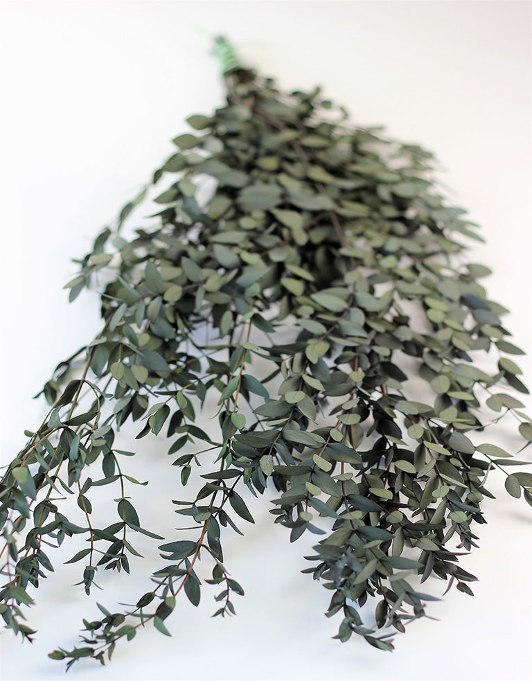 Preserved Eucalyptus Parvifolia Stems- Dark Green Bunch