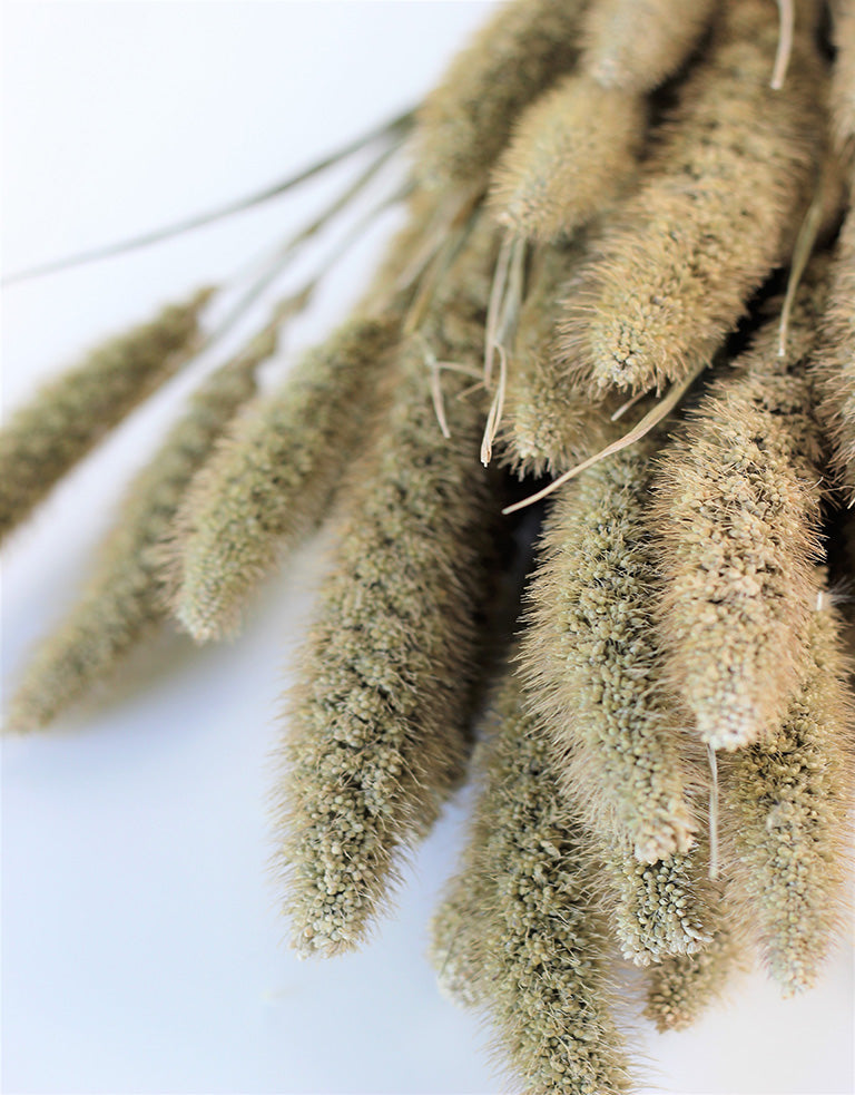 Buy Dried Setaria in UK