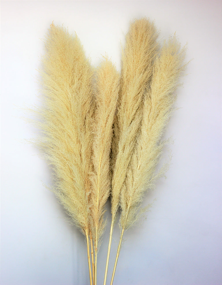 Fluffy Dried Pampas Grass - Bleached