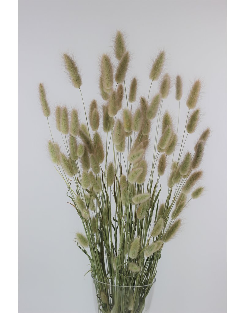 Dried Bunny Tails Lagurus Grass - Natural Flowers Bunch