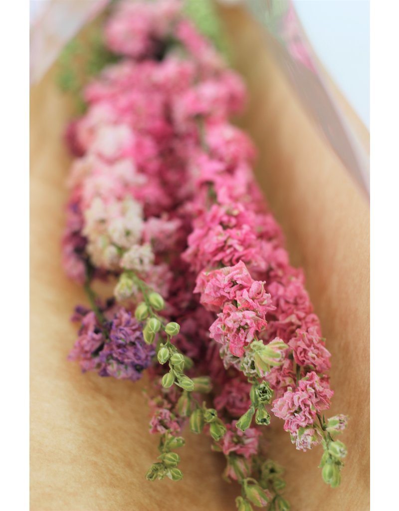 Dried Delphinium, Larkspur, Light Pink UK