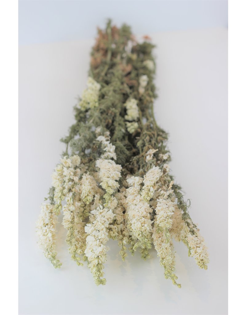 Dried Delphinium Larkspur Flowers - White Bunch