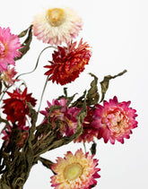Dried Helichrysum - Mixed Bunch, 10 Stems, 60 cm