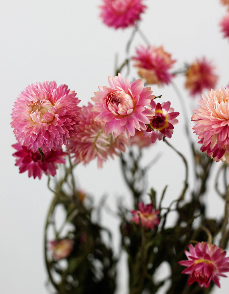 helichrysum straw flower