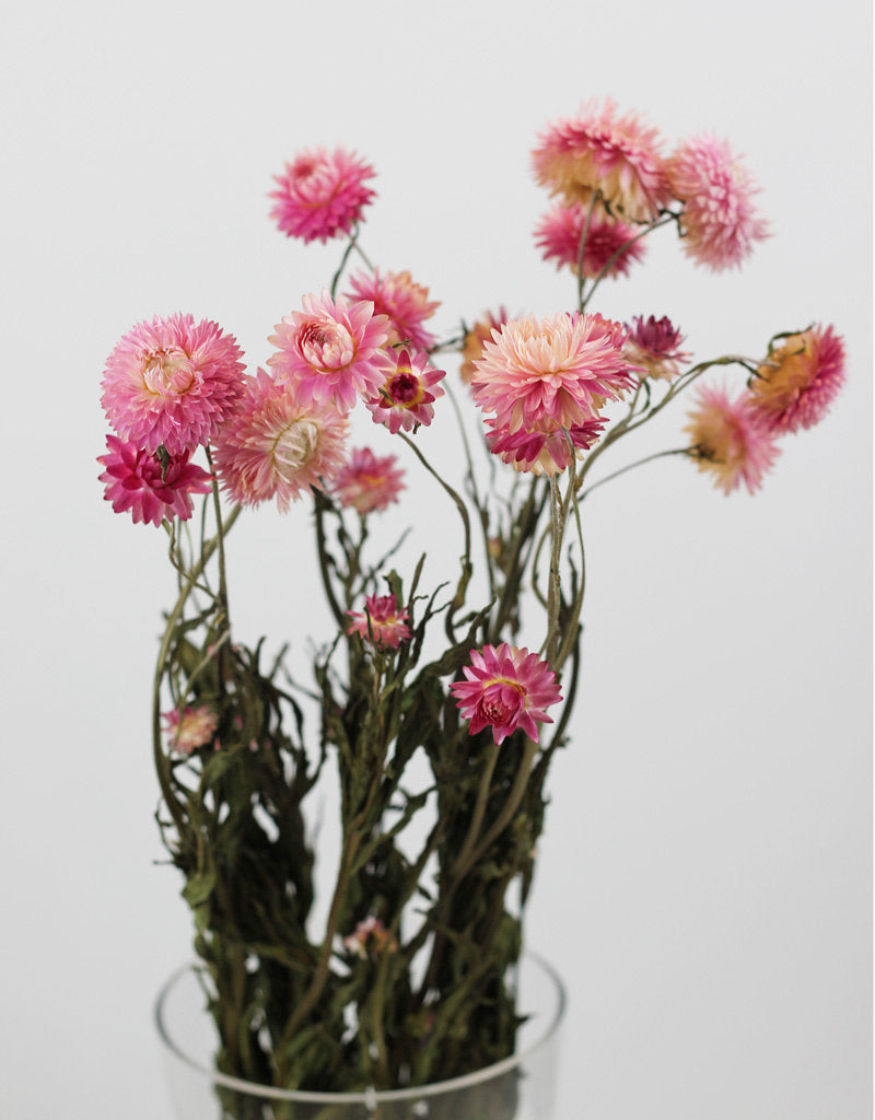 Dried Helichrysum