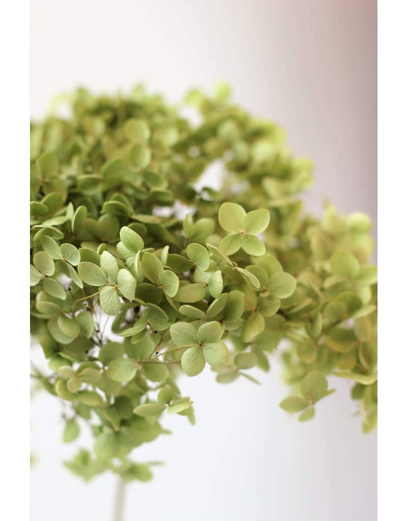 Dried Hydrangeas - Natural Green