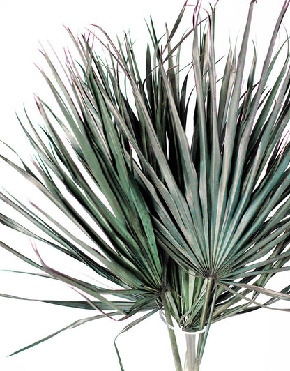 Large Dried Chamaerops Palms - Black, Green