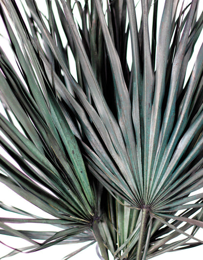 Large Dried Chamaerops Palms - Black, Green, 10 Stems